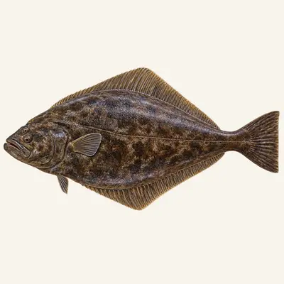 Atlantic halibut