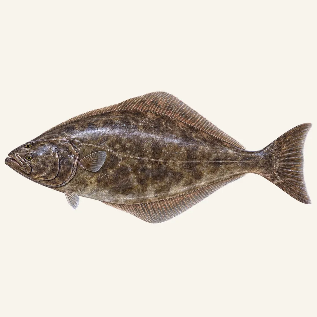 Pacific halibut