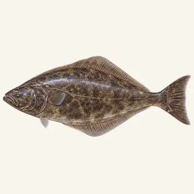 Pacific halibut