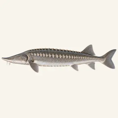 Beluga sturgeon