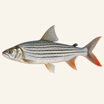 Tiger-fish