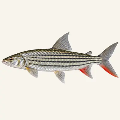 Elongate tigerfish