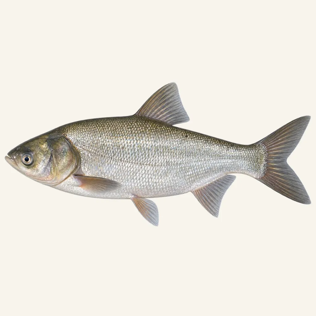 Silver carp