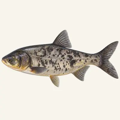 Bighead carp