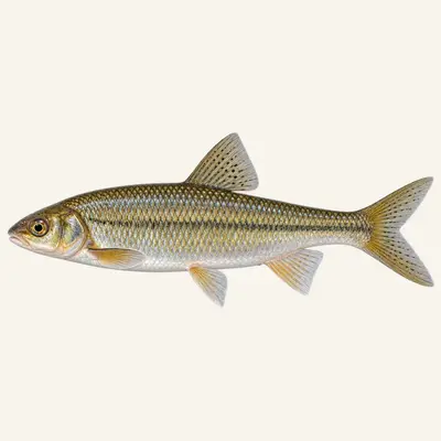 Iberian arched-mouth nase