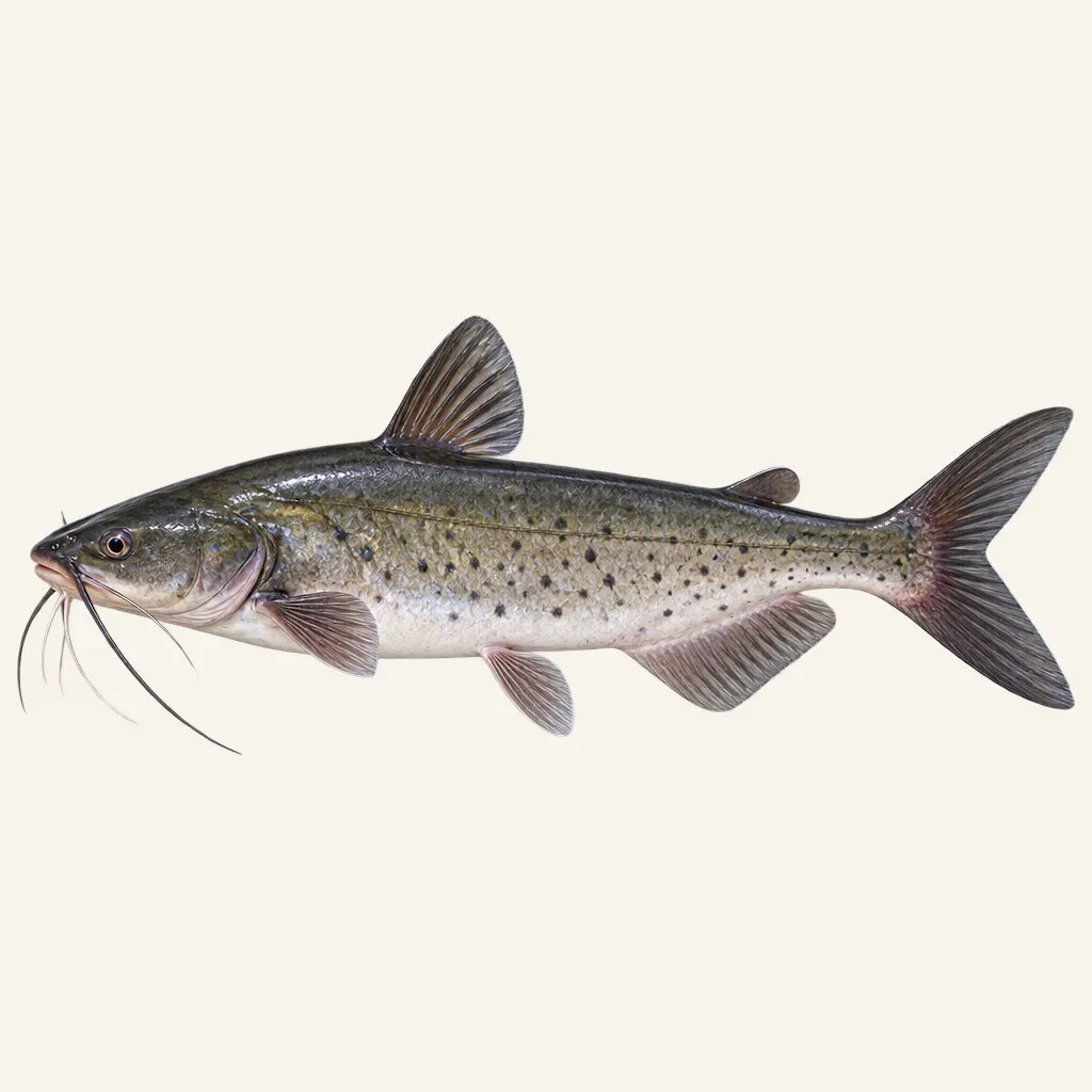 Channel catfish