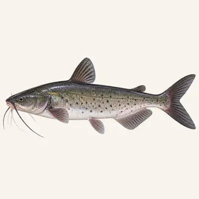 Channel catfish
