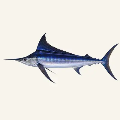 Black marlin