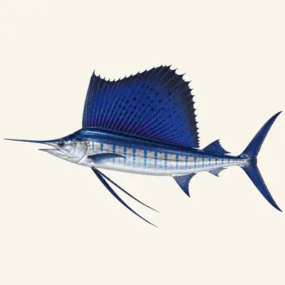 Atlantic sailfish