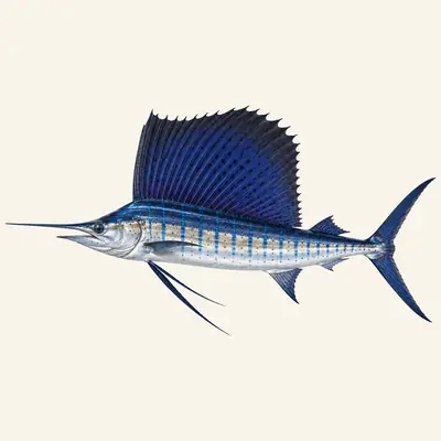Indo-Pacific sailfish