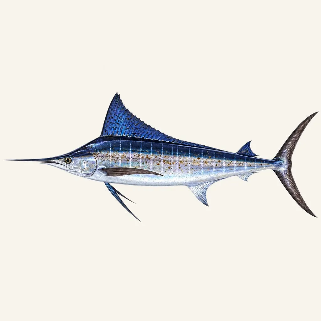 Atlantic white marlin