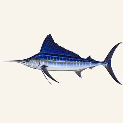 Striped marlin