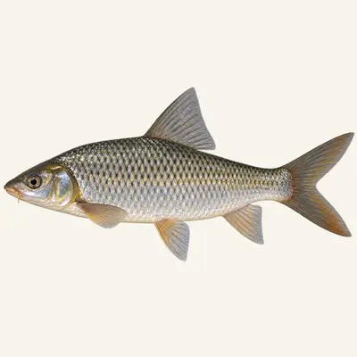 Bata