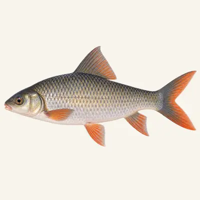Orangefin labeo