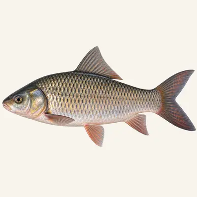 Rohu