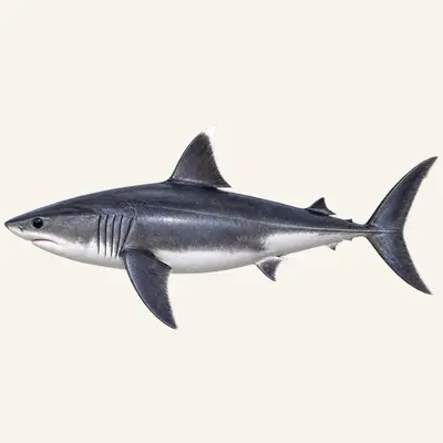 Porbeagle