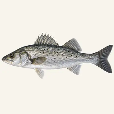 Japanese seabass