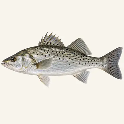 Chinese seabass