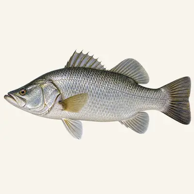 Barramundi