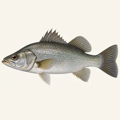 Bigeye lates