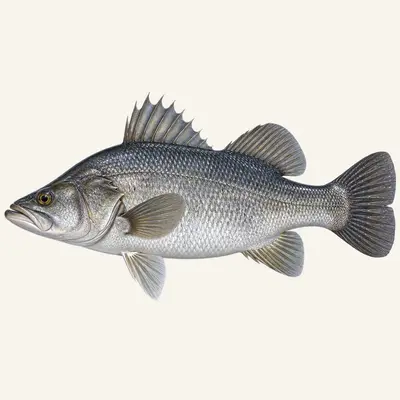 Nile perch