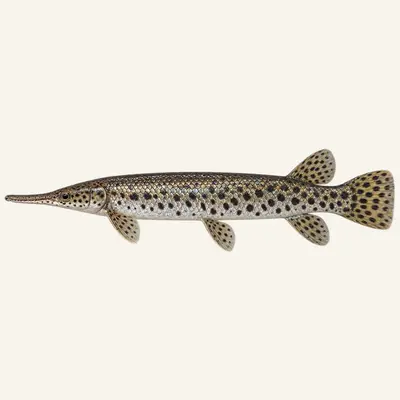Spotted gar