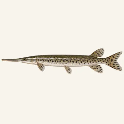 Longnose gar
