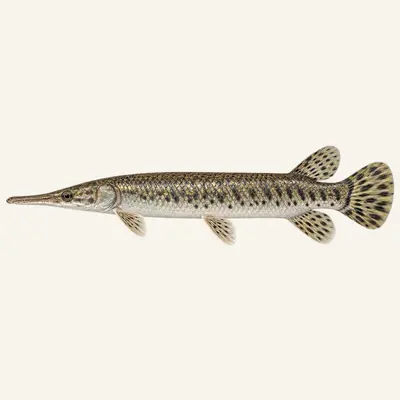 Shortnose gar