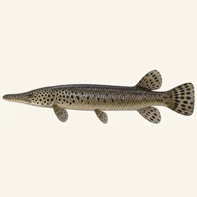 Florida gar