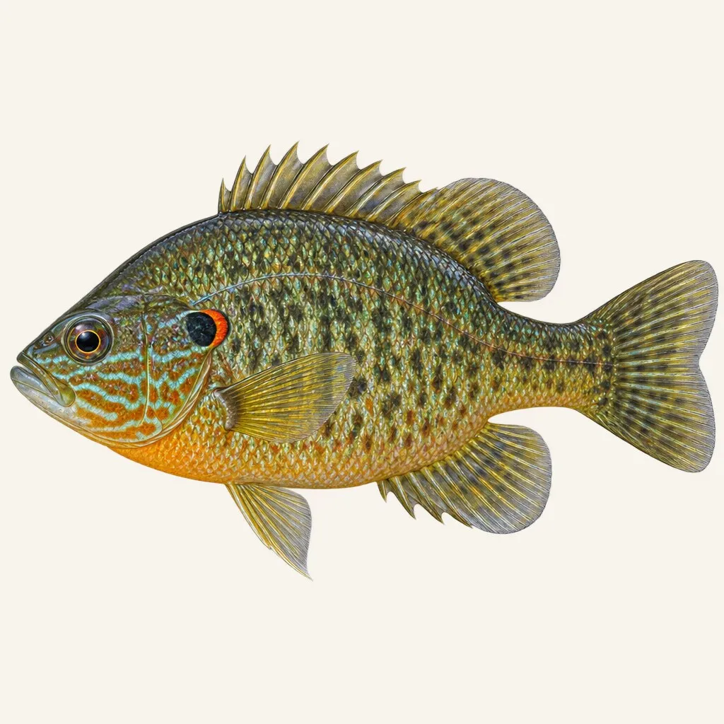 Green sunfish