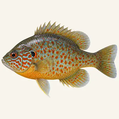 Pumpkinseed