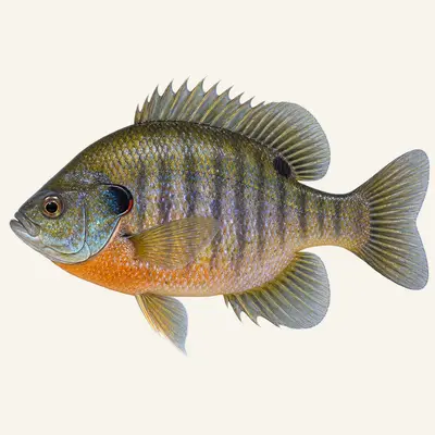Bluegill