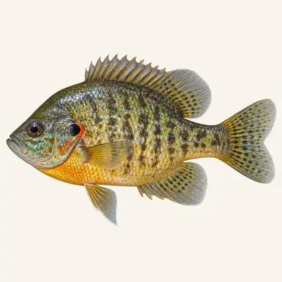 Redear sunfish