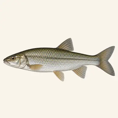 Common dace