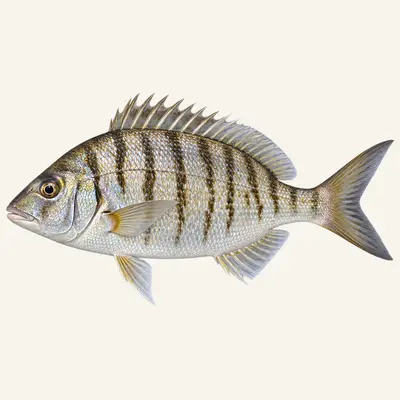 Sand steenbras