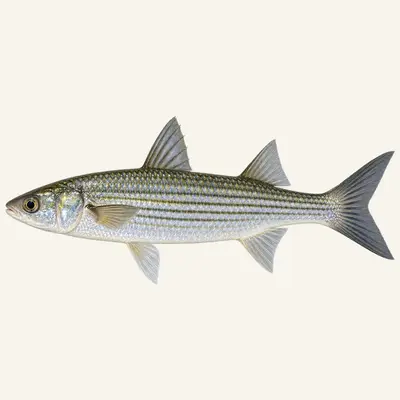 Leaping mullet