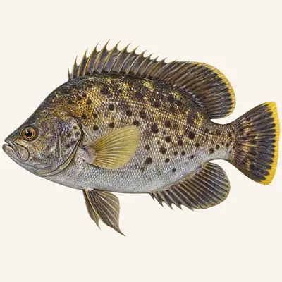 Atlantic tripletail