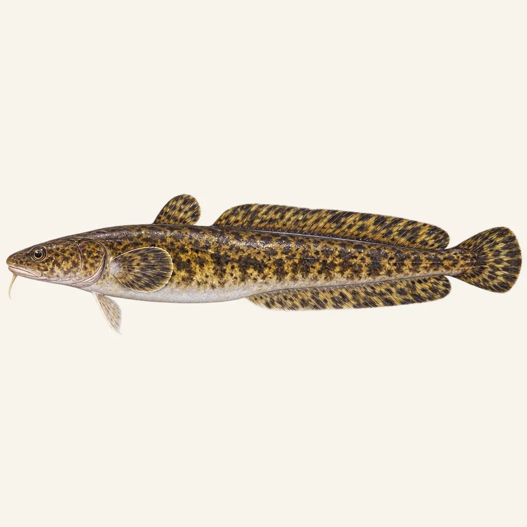 Burbot