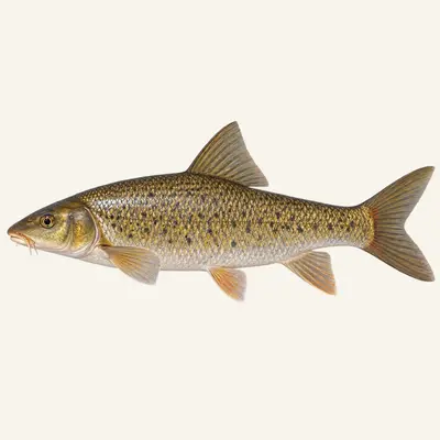 Bocage's barbel