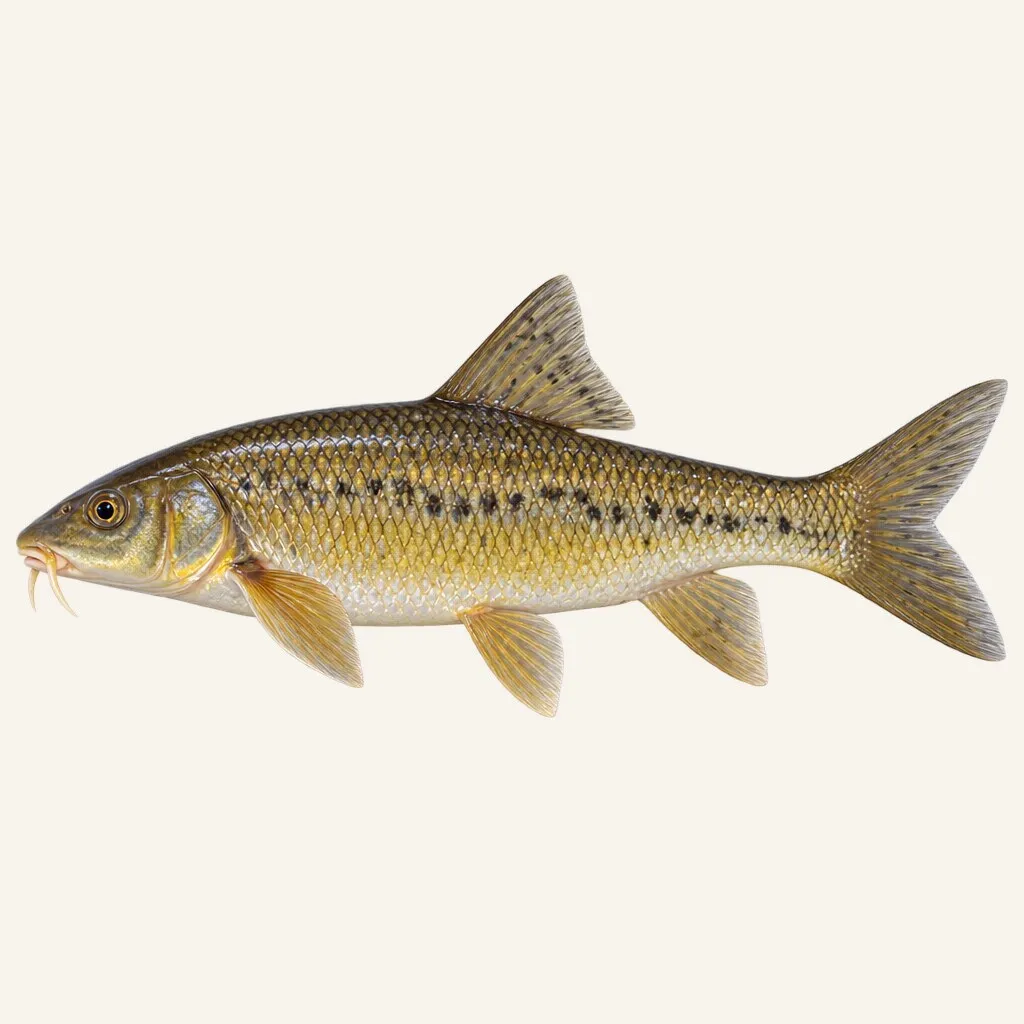 Algerian barb