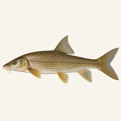 Iberian barbel