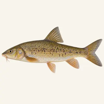 Ebro barbel