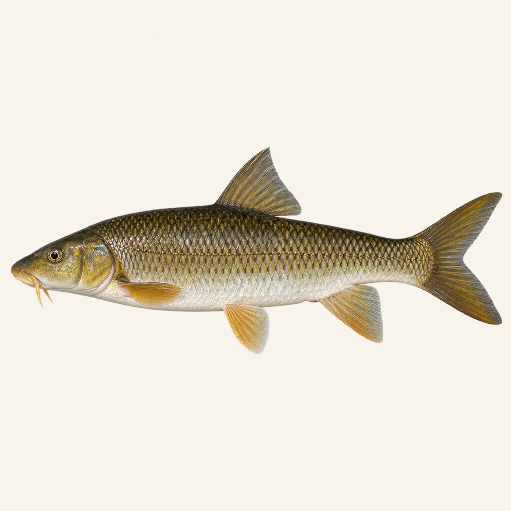 Andalusian barbel
