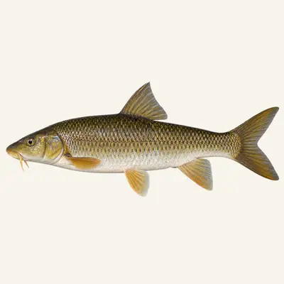 Andalusian barbel