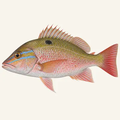 Mutton snapper