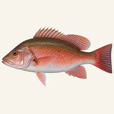 Mangrove red snapper