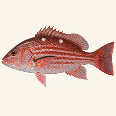 Two-spot red snapper