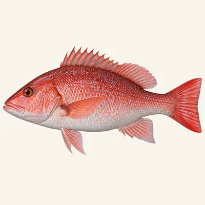 Northern red snapper