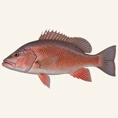 Cubera snapper