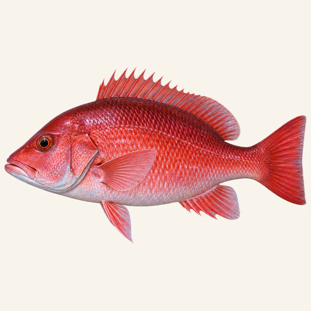 Emperor red snapper